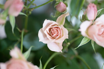 花瓶に活けたピンクの花びらのばらの花　ウエディング・バレンタイン・贈り物のイメージ背景