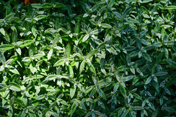 Bright green leaves of different plants.