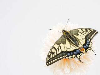 花にとまる蝶々
