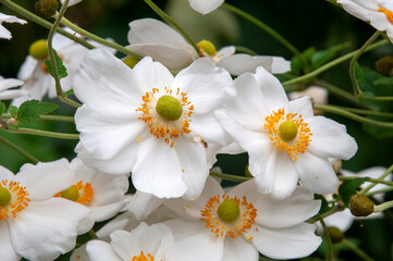 Sydney Australia, flowers of Anemone Hupehensis or Japanese Anemone