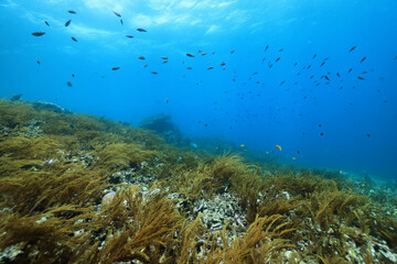 Fototapeta na wymiar seascape panorama underwater flock of fish in the water
