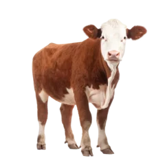 Zelfklevend Fotobehang Hereford cow isolated on white background © purich