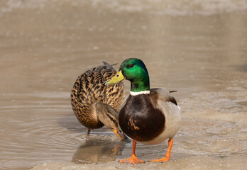A duck walking on the ice of the lake