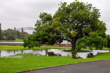 Sydney Australia, view of water puddle under tree on an overcast day