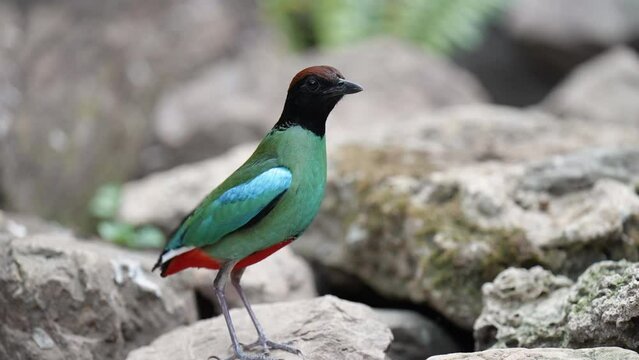 Hooded Pitta in pond ,Bird watching in forest
