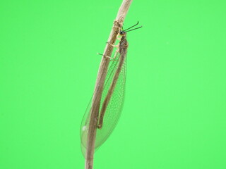 木の枝にいてるウスバカゲロウ