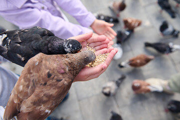 Close-up of rock pigeons, doves eating seeds from children hands in the park square. The concept of happy carefree childhood and instilling love for nature and animals