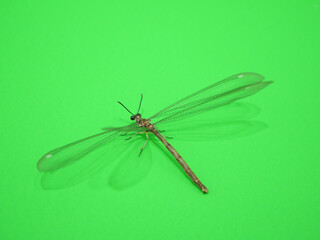 トンボのようなウスバカゲロウ