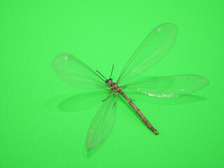 ウスバカゲロウ