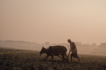 Rural farmer is ploughing his land with two cow by a old traditional method in a winter morning  - obrazy, fototapety, plakaty