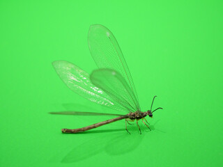 羽を広げるウスバカゲロウ