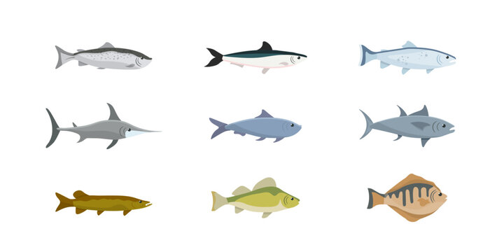 Fishes set, isolated sea and river fishes collection for restaurant menu