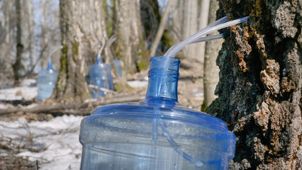 Southern Urals, spring taiga: collecting birch sap in bottles.