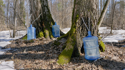 Southern Urals, spring taiga: collecting birch sap in bottles.