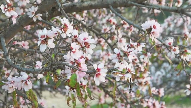 Beautiful nature scene with a blooming almond tree on a sunny day in spring.Spring season scene with pink flowers. Beautiful orchard.Spring flowers. High-quality FullHD footage