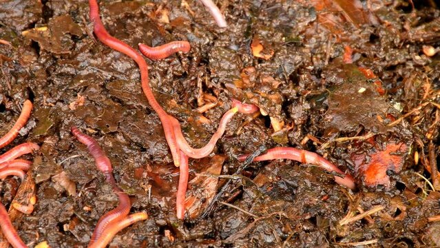 common European earthworms in a worm farm in a German garden