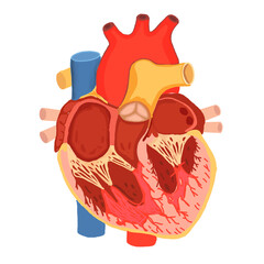 โครงสร้างหัวใจ , heart anatomy 