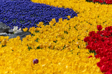 Close view of a field of colorful Tulips and Grape Hyacinth
