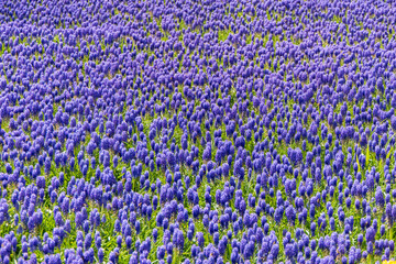 Close View of a field of violet Grape Hyacinth Flowers