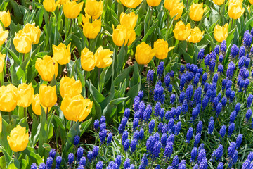 Close view of a field of colorful Tulips and Grape Hyacinth