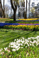 Shapes of Colorful Tulips at Emirgan Park, Istanbul