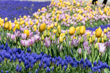 Large field of Grape Hyacinth flowers and Tulips in pastel colors