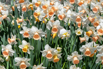 Close view of daffodil Flowers in a garden