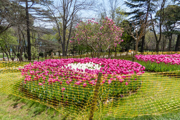 Plenty of Pink Tulips in a Garden