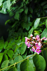 close-up of the flower of the star fruit (Averrhoa carambol) blooming against the background of dense green leaves	