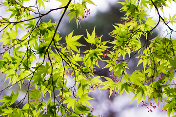 幾何学的な配置の木の葉