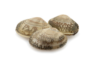 Obraz premium mussels on white background