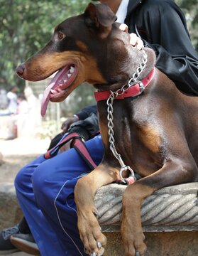 Doberman Dog Potrait In Park Sitting On Bench Poses