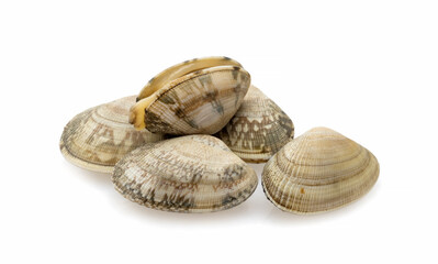 mussels on white background