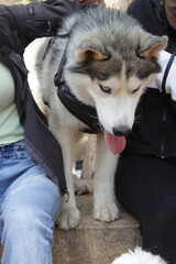 Siberian Husky in petpark without owner photo