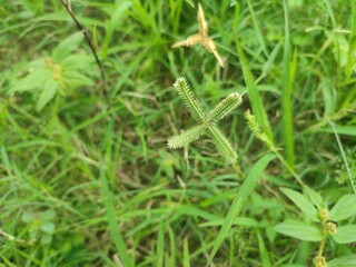 Lush green grass covers the ground, thriving under warm sunlight and gentle rain. Its vibrant color and soft texture bring freshness, peace, and a natural beauty to the surrounding landscape.