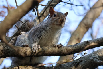 squirrel on a tree