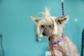 Portrait of chinese crested dog on a leash in the grooming salon