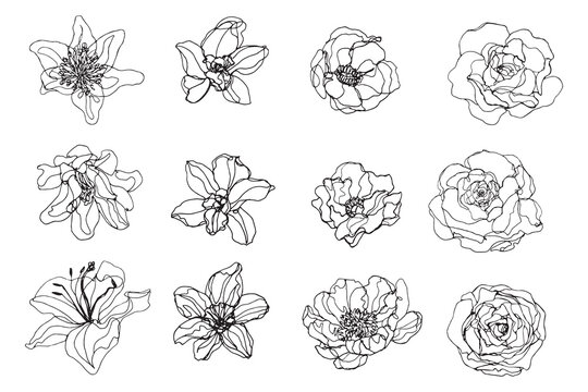 Collection of stylized flowers drawing graphic elements, ink sketching floral shapes, botanical outline drawing, Blooming flowers doodle icon isolated on background, hand doodle flowers contour lines