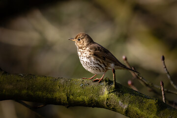 Beautiful nature scene with Song Thrush (Turdus philomelos). Wildlife shot of Song Thrush (Turdus philomelos) on the branch. Song Thrush (Turdus philomelos) in the nature habitat.
