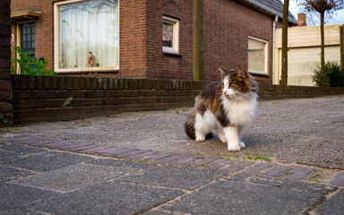 Tricolor cat walking in the street. Cute fluffy cat on the street.