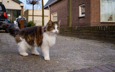 Tricolor cat walking in the street. Cute fluffy cat on the street. © Aga Bak