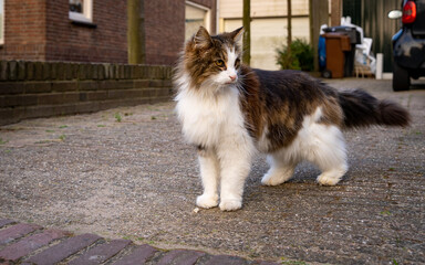 Tricolor cat walking in the street. Cute fluffy cat on the street.