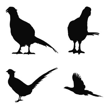 pheasant silhouette illustration. Sketches of birds. Flying and standing pheasant Black and white pheasant illustration.