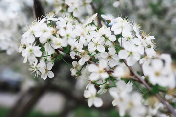 White flowers on a green bush. The white rose is blooming. Spring cherry apple blossom.