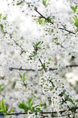 White flowers on a green bush. Spring cherry apple blossom. The white rose is blooming.