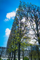 Paris spring landscape with vibrant topiary trees in the public park, France