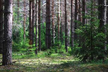 Naklejka premium Fir branches with cones. Pinery. Trees in the forest. Glare of the sun.