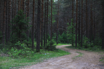 Fir branches with cones. Pinery. Trees in the forest. Glare of the sun.