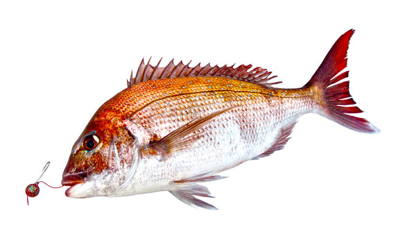 Retouched image of Red sea bream caught by Japanese Hitotsu-tenya fishing hook. Cutout image on white background.