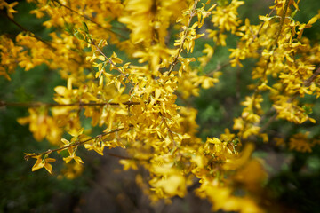 Yellow branch of spring blooming forsythia bush. Olive family genus forsythia. Rack focus. Yellow Forsythia Flowers. Blossoming Forsythia.